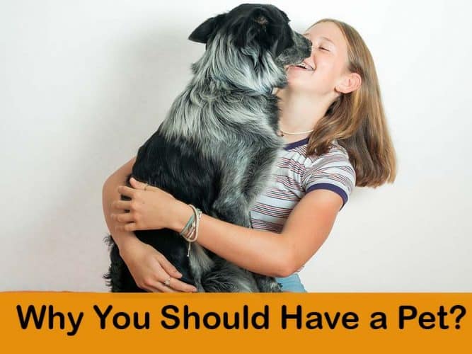 Benefits of having a pet in your life