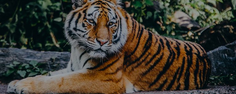 Arguments in favor and against zoos