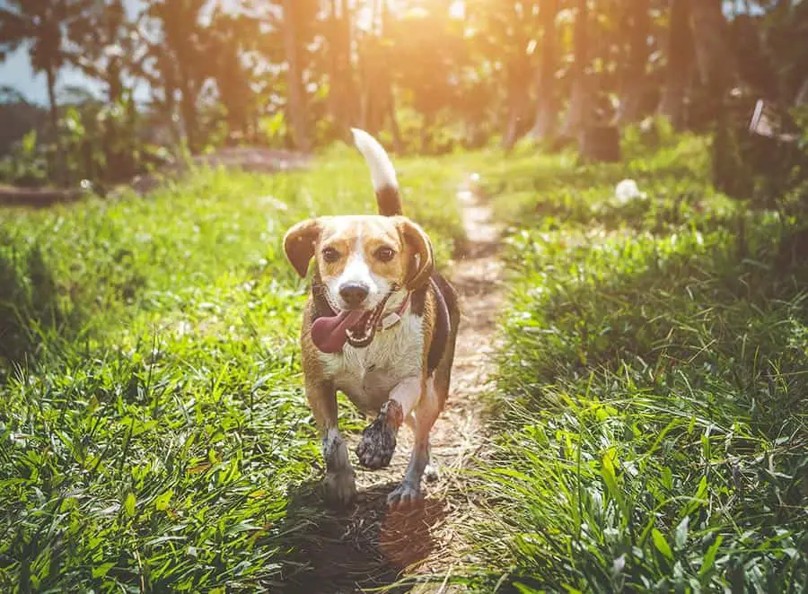 Best Anti Bark dog collars