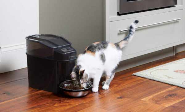 3 Best Automatic Dog Feeder For Multiple Dogs Life Falcon