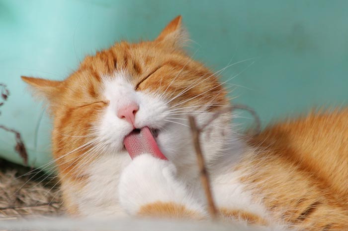 how to get rid of fleas on pets
