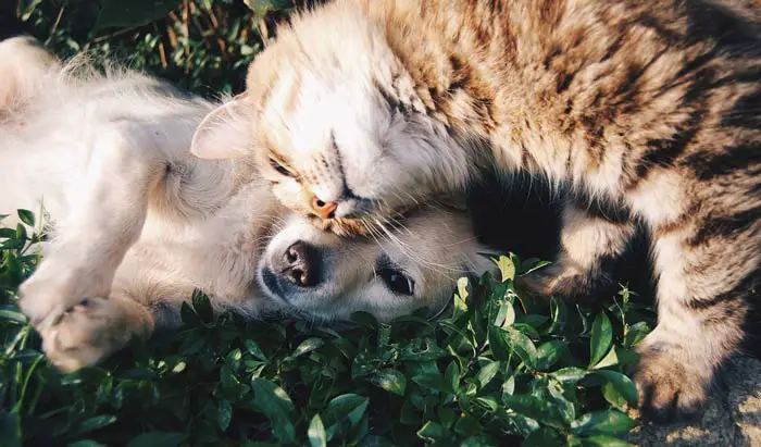 Cats vs Dogs who is the winner