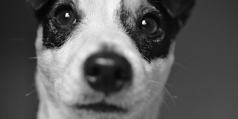 Why are Dogs Better than Cats? 4 why dogs are better than cats 8