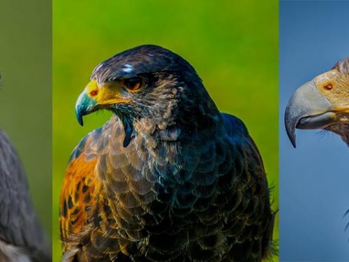 Falcons: Their Types, Speed, Diet, Species & Facts