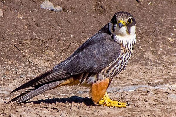 Eurasian hobby falcon