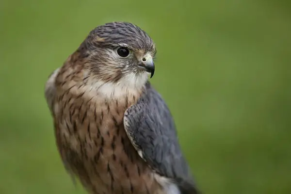 Merlin Falcon
