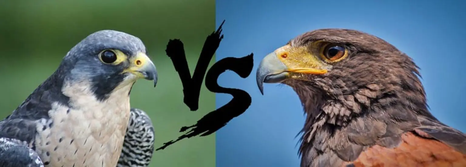 difference between hawk and falcon and eagle