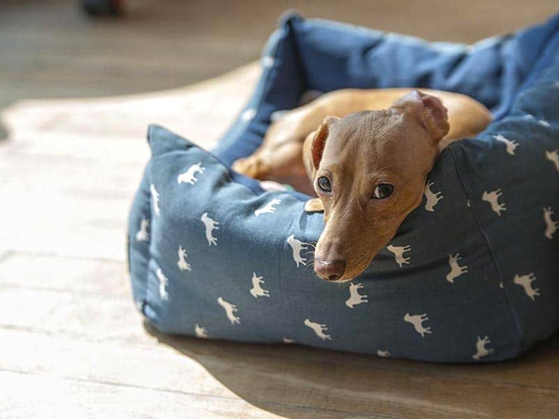 milliard quilted padded orthopedic dog bed