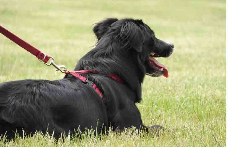 No pull Dog Harness