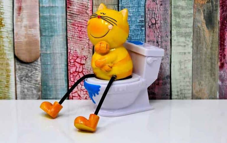 6 Best Self Cleaning Litter Boxes