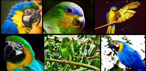 Do Parrots Have Sense of Smell?