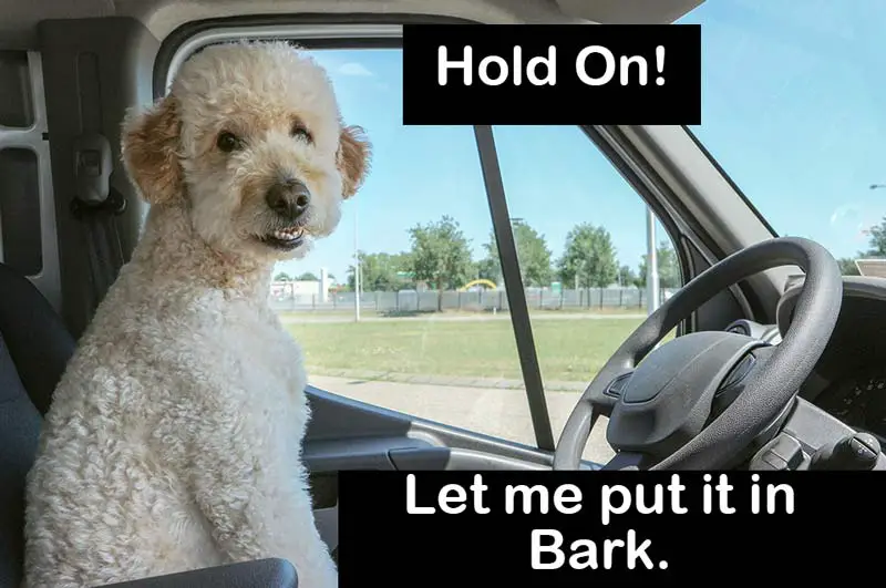 Best Seat Covers For Dog Hair