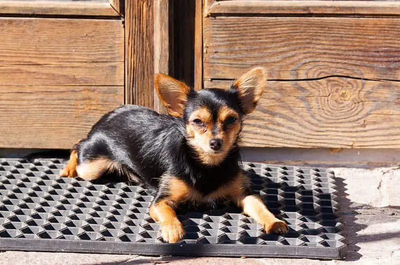 door mats with dogs on them