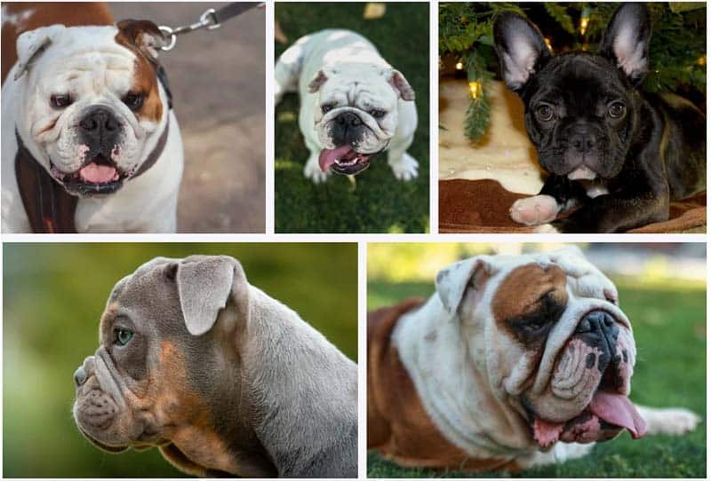Why English Bulldogs Cost So Much?