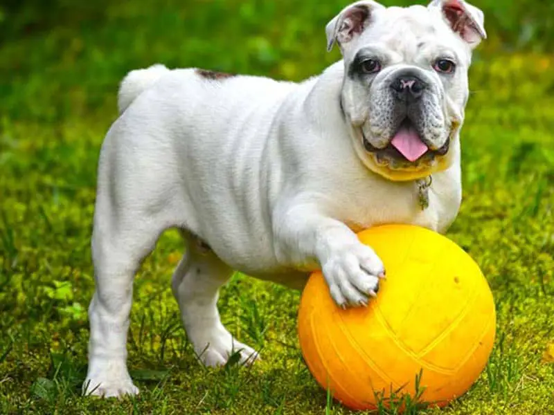 English bulldog playing