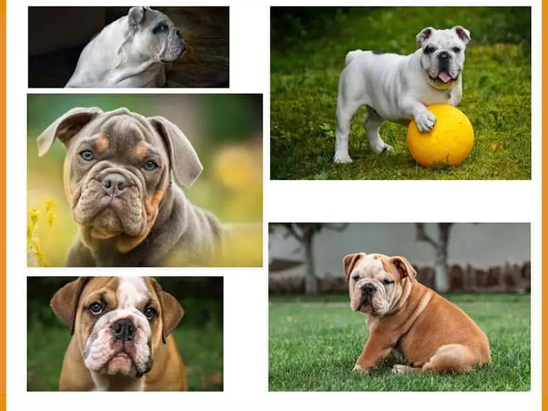 Why are English Bulldogs so Expensive? | Life Falcon