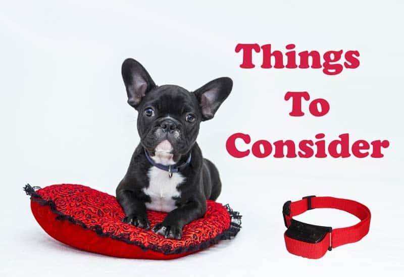 bark spray collars for small dogs