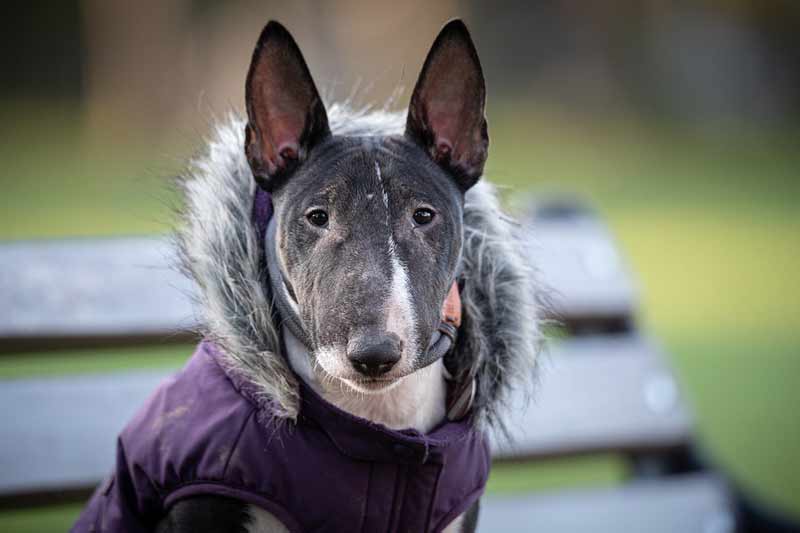 Best Dog Food For Bull Terriers