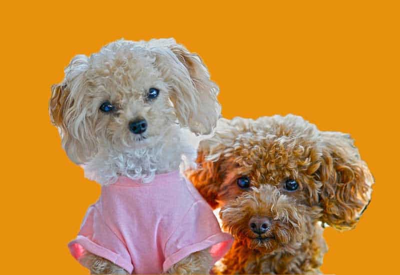 8 Best Store-Bought Food For Your Toy Poodles