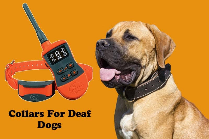 wopet dog training collar