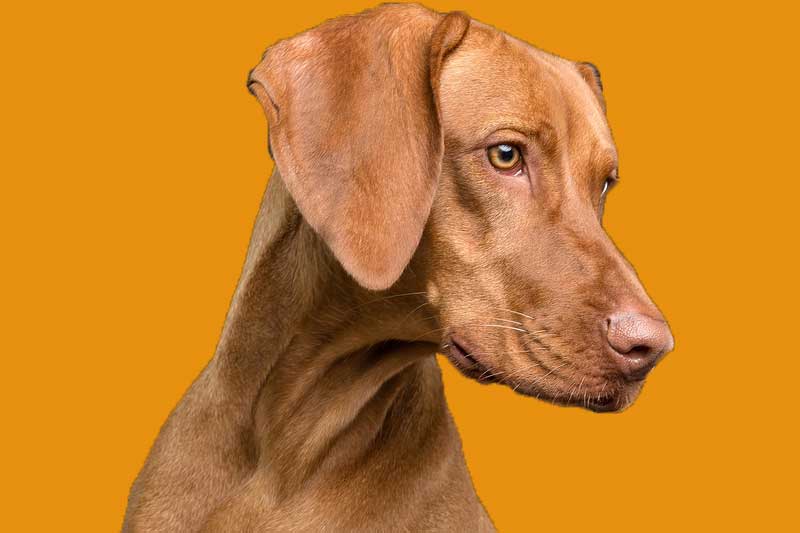Why Does My Dog Not Make Eye Contact With Me?