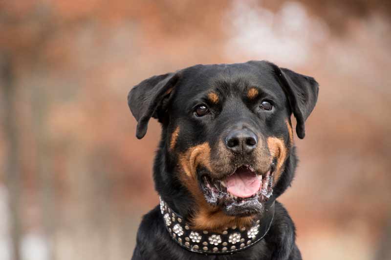 Do Rottweilers Get Along With Cats? Life Falcon