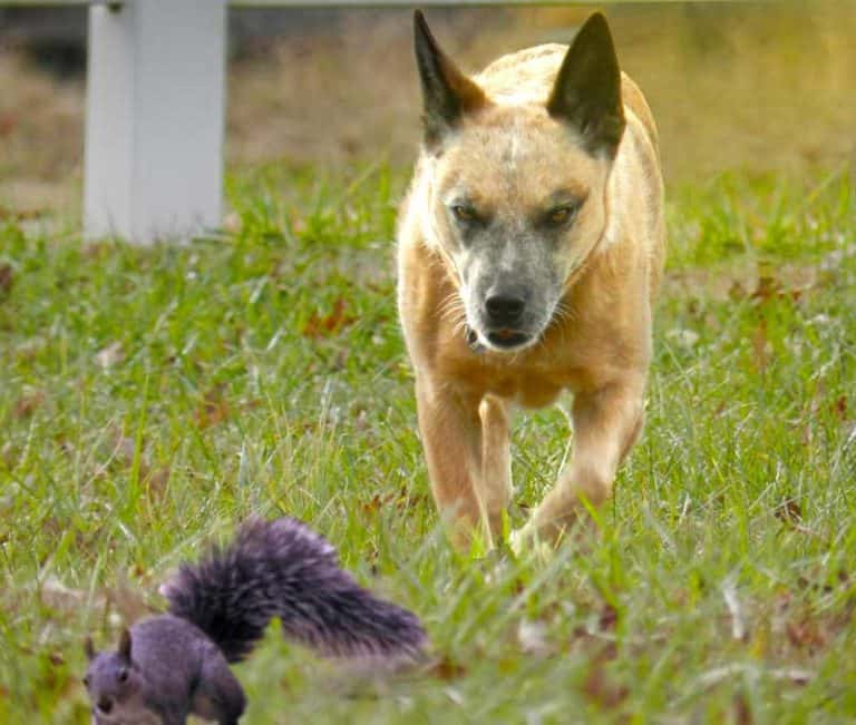 Why Do Dogs Chase Squirrels? We Know Now LF