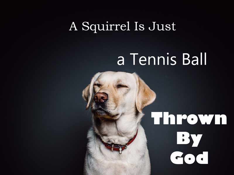 Why Do Dogs Chase Squirrels?