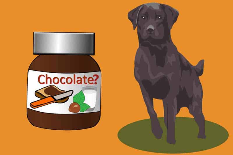 Is Nutella Bad For Dogs?