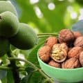 How To Sprout The Walnuts?