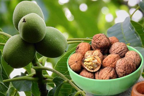 How To Sprout The Walnuts?