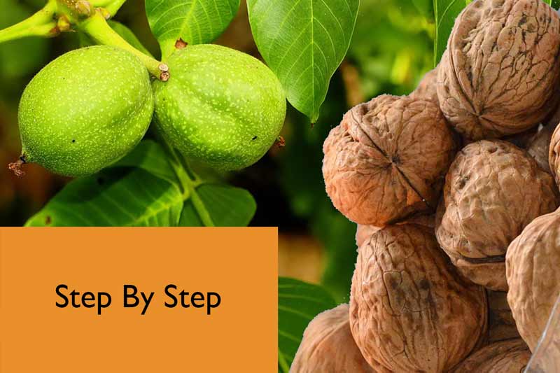 How to sprout the walnuts? - All You Need To Know