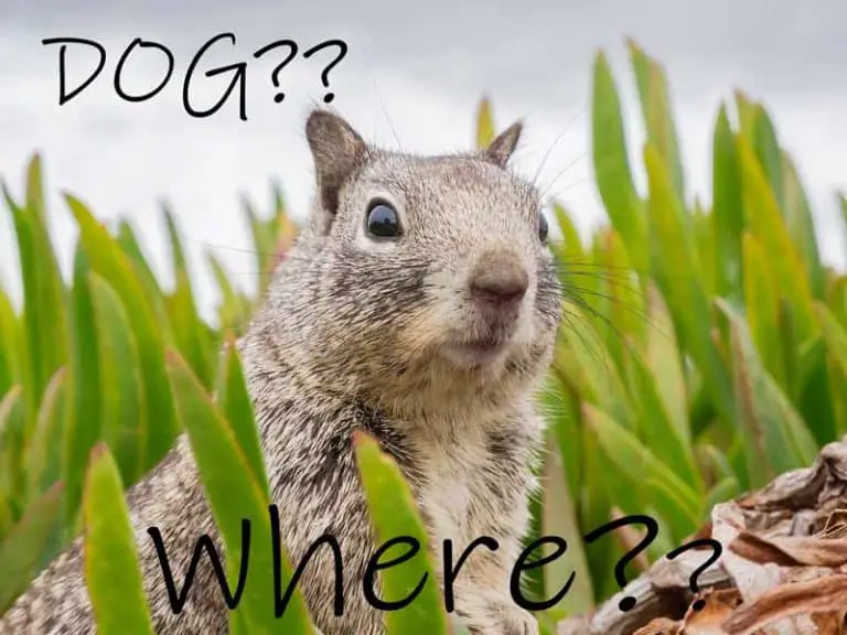 Why Do Dogs Chase Squirrels? - We Know Now | LF