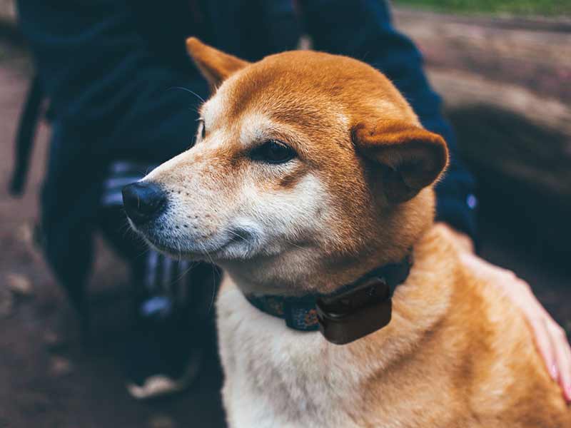 how to e collar train your dog