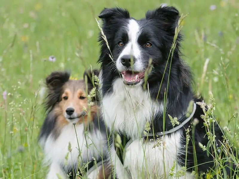 Do border collies do well with other dogs