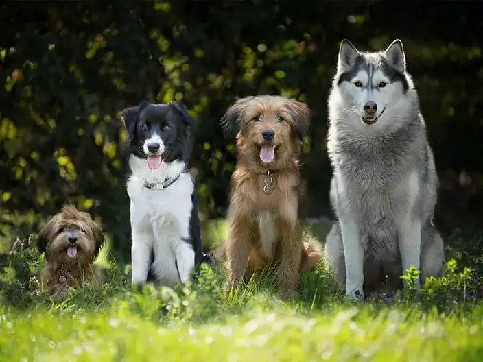 What dogs do border collies get along with