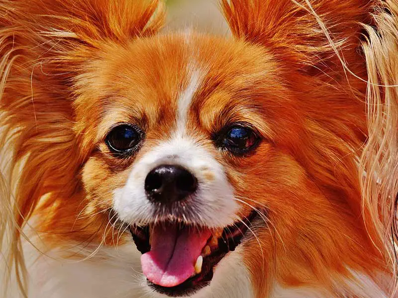 Why Do Chihuahuas Bark A Lot?