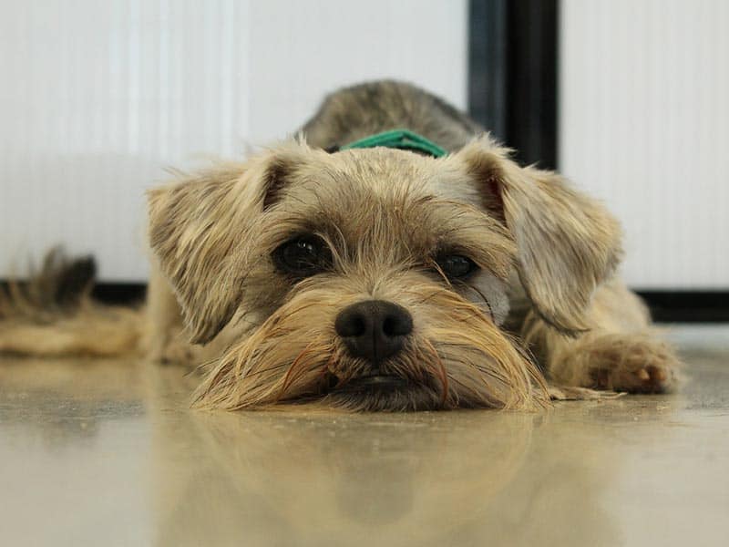 Cost Analysis of Miniature Schnauzer Dog Breed