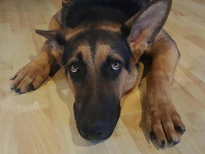 Why do Dogs Tuck their Tails? Top Reasons Life Falcon