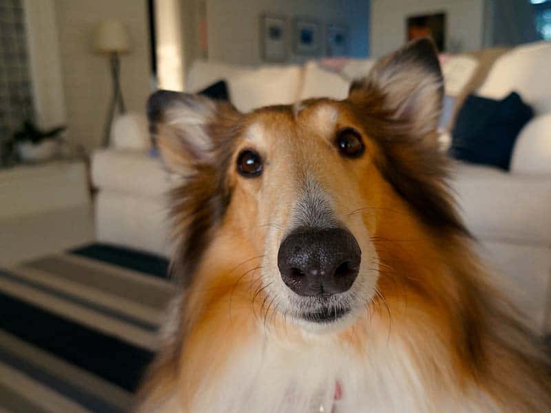 Why Dogs Bark At Vacuum Cleaners?