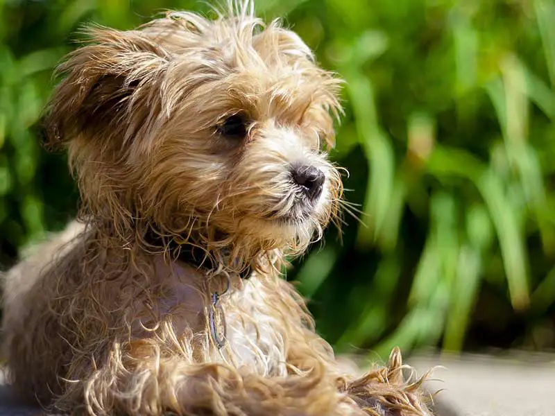 Best Dog Food For Maltipoos Growth
