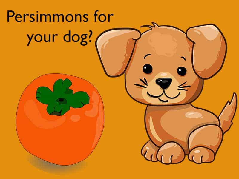 Can Dogs Eat Persimmons?