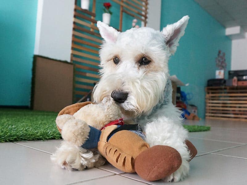 Price of the Miniature Schnauzer