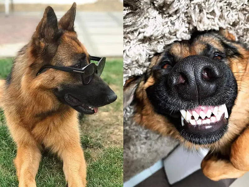Teach Dog To Smile
