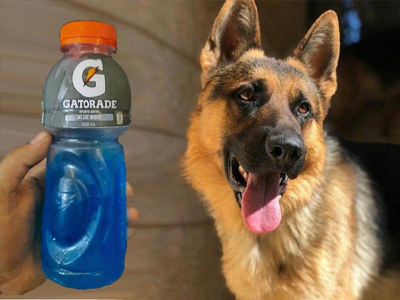 Can You Give a Dog Gatorade?