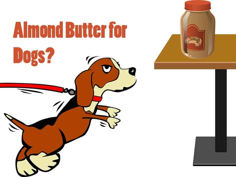 Can My Dog Eat Almond Butter?