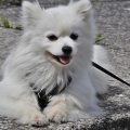 How much does a Samoyed cost?