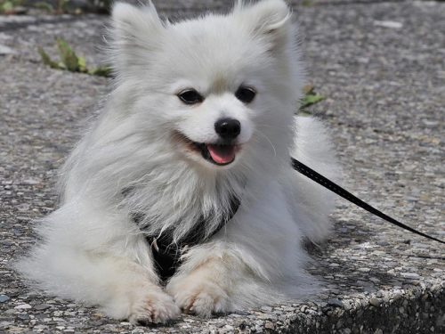 How much does a Samoyed cost?