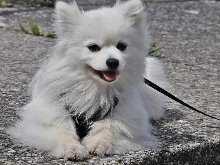 How much does a Samoyed cost?