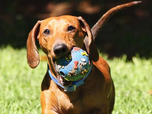 Dog chewing the ball